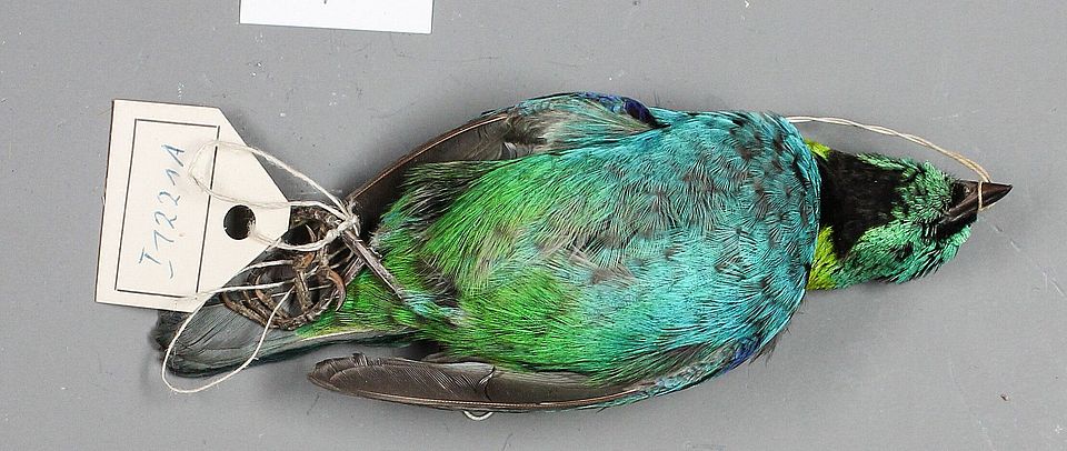 Vogelbalg Rotscheitel-Bartvogel. Museum für Naturkunde Chemnitz.