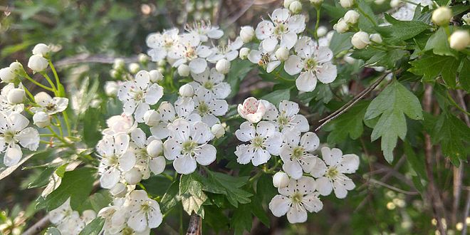 Flores verni