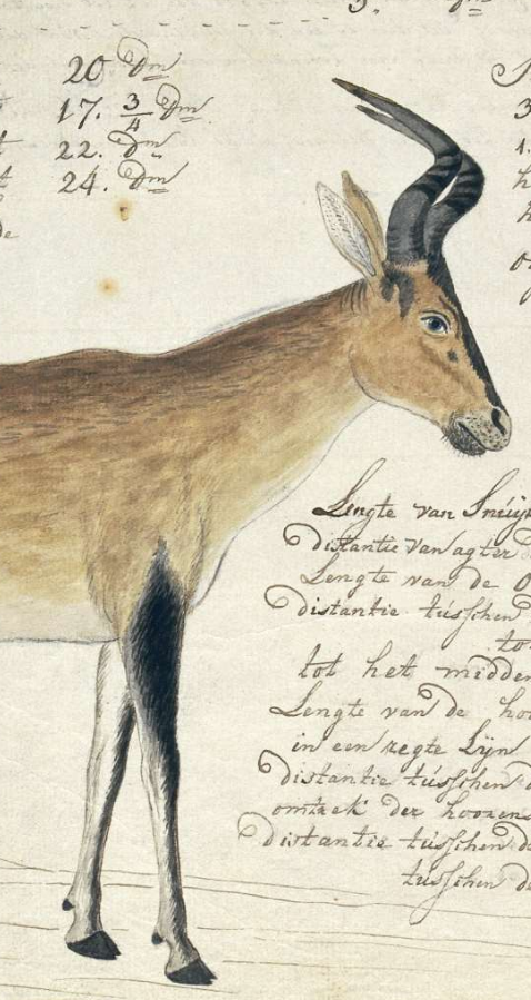 Illustration of an Hartebeest