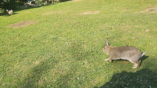 Campus Rabbits 