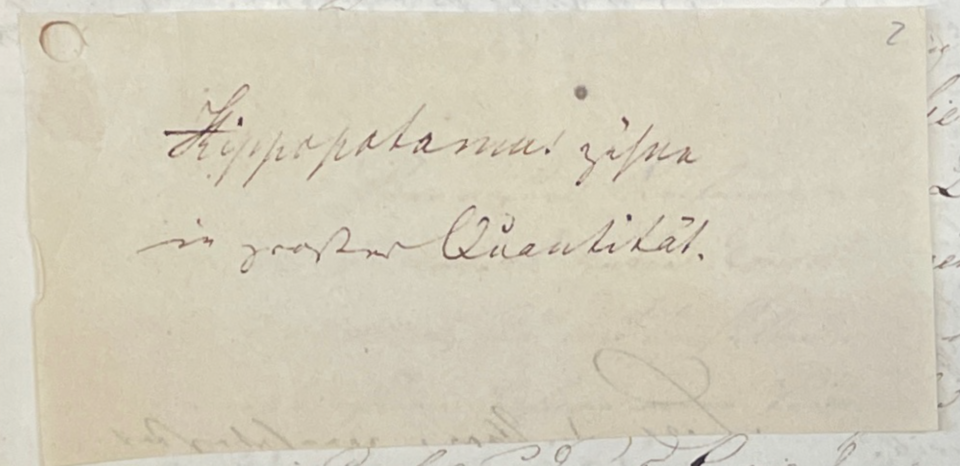 Note that reads "Hippopotamus Zähne in grosser Quantität" (German: “Hippopotamus teeth in large quantity.”)