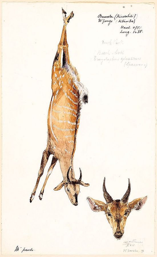 Plate from Léon Dardenne and Louis Questiaux watercolours, Katanga mission (1898-1900). Collection MRAC Tervuren. HO.0.1.1079-85.