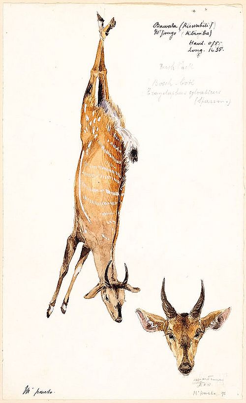 Plate from Léon Dardenne and Louis Questiaux watercolours, Katanga mission (1898-1900). Collection MRAC Tervuren. HO.0.1.1079-85.
