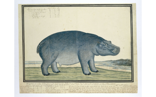 Illustration of a Hippopotamus