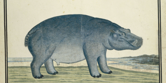 Illustration of a Hippopotamus