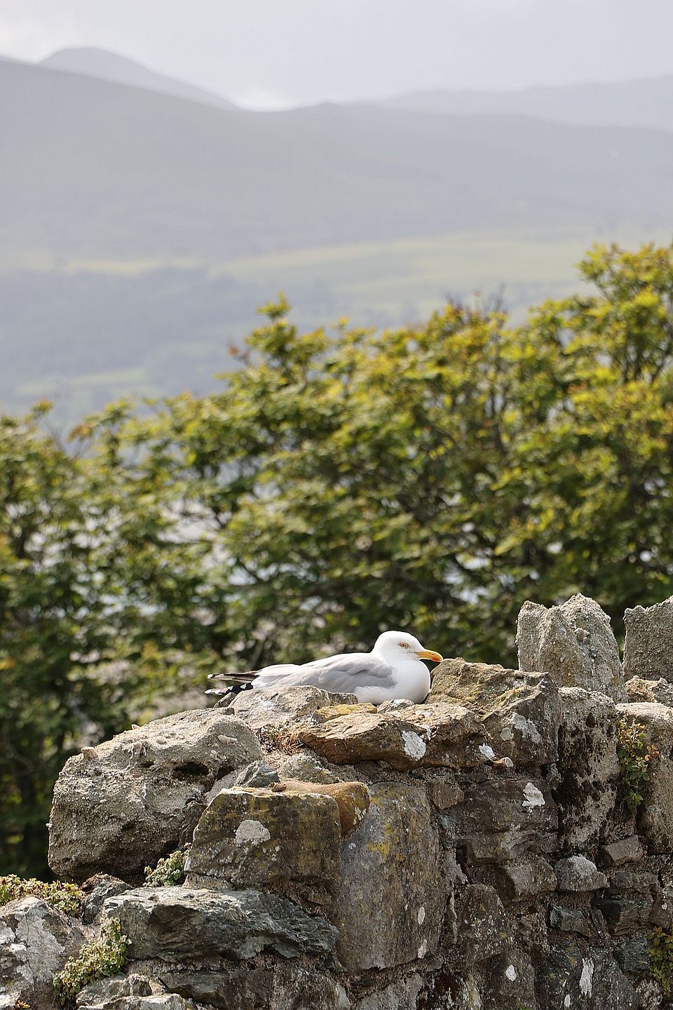 Beaumaris Castle 