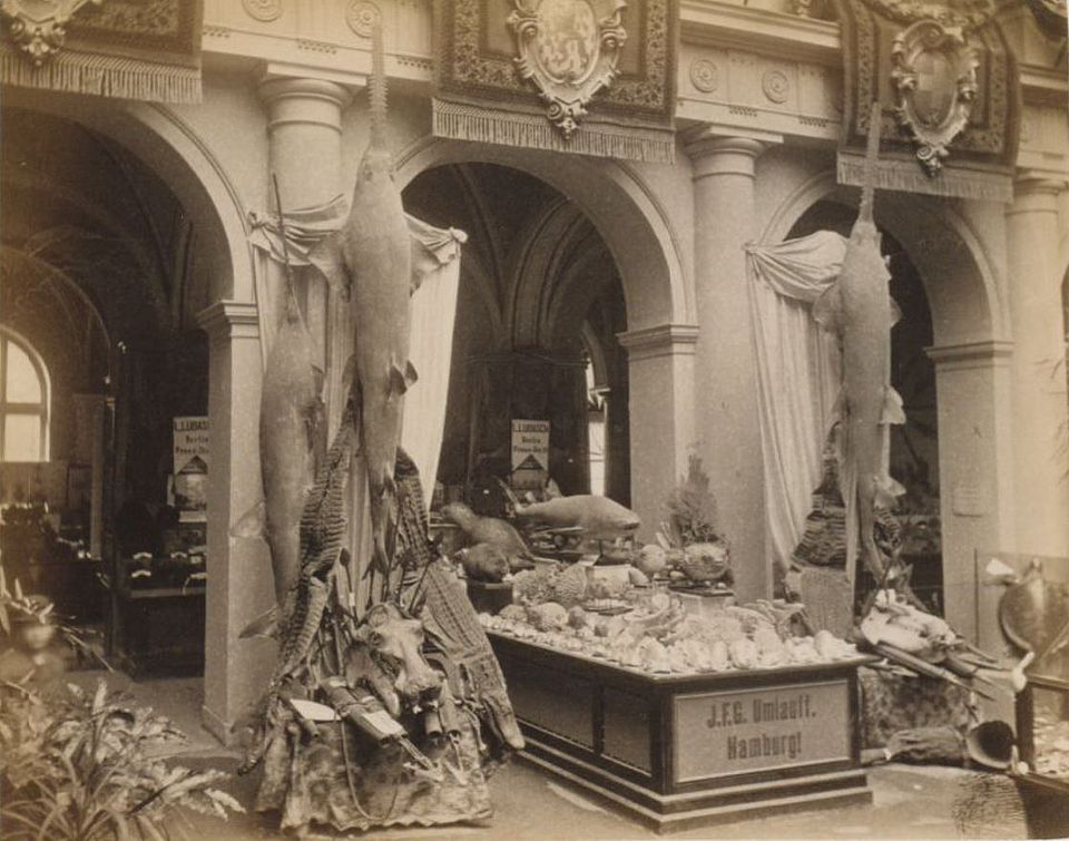 Stand of the J.F.G. Umlauff company with numerous naturalia at the International Fisheries Exhibition in Berlin in 1880. 