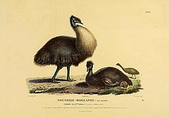 After Charles-Alexandre Lesueur, Voyage de découvertes aux terres australes: Casuarius novae Hollandiae, Atlas 1st part, Paris: Imprimerie impériale, 1807, Pl. XXXVI. Drawing of the "dwarf emu"