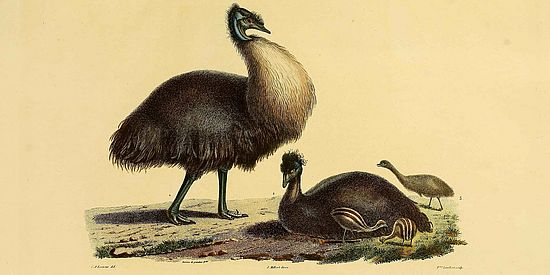 Drawing of the "dwarf emu"