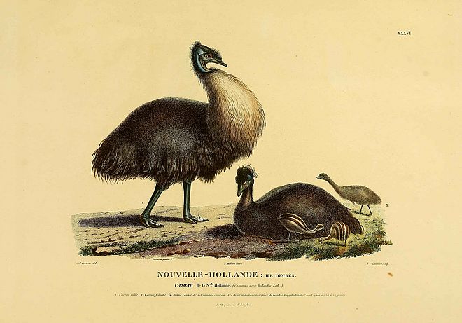 Drawing of the "dwarf emu"