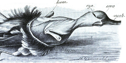 Partially Skinned Bird