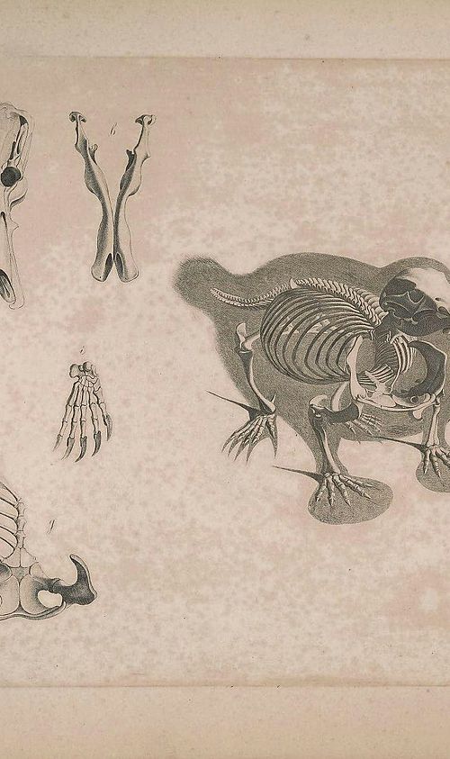Drawings of animal bones