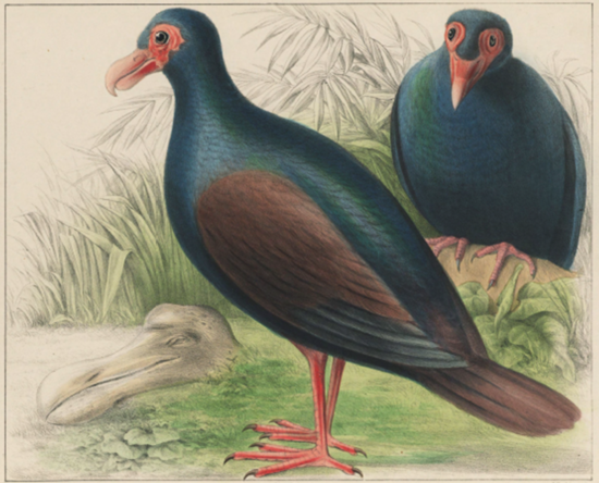 An illustration of two dodos.
