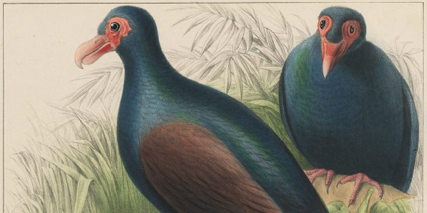 An illustration of two dodos.