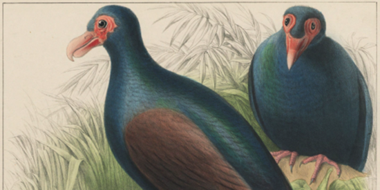 An illustration of two dodos.