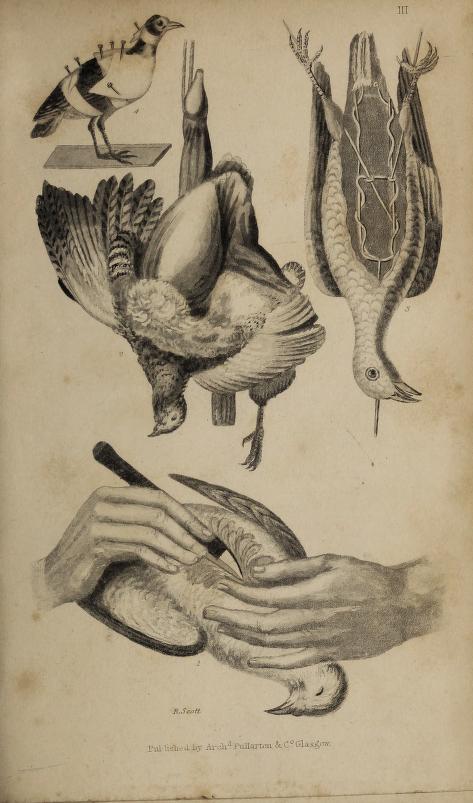 Illustration of a taxidermy manual
